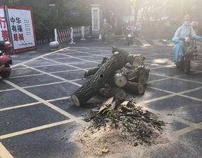 绵阳最新凯厦砍树爆料事件,校园绿化遭破坏,引发社会关注