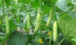 网红黄瓜最新爆料新闻,揭秘娱乐圈惊人内幕