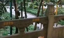 最新老鼠爆料视频,惊人内幕曝光！