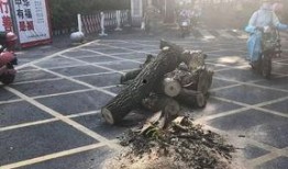 绵阳最新凯厦砍树爆料事件,校园绿化遭破坏，引发社会关注