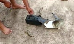 最新老鼠爆料视频,惊人内幕曝光！