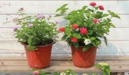 多伦多八卦爆料视频最新,最新八卦爆料视频揭秘幕后真相